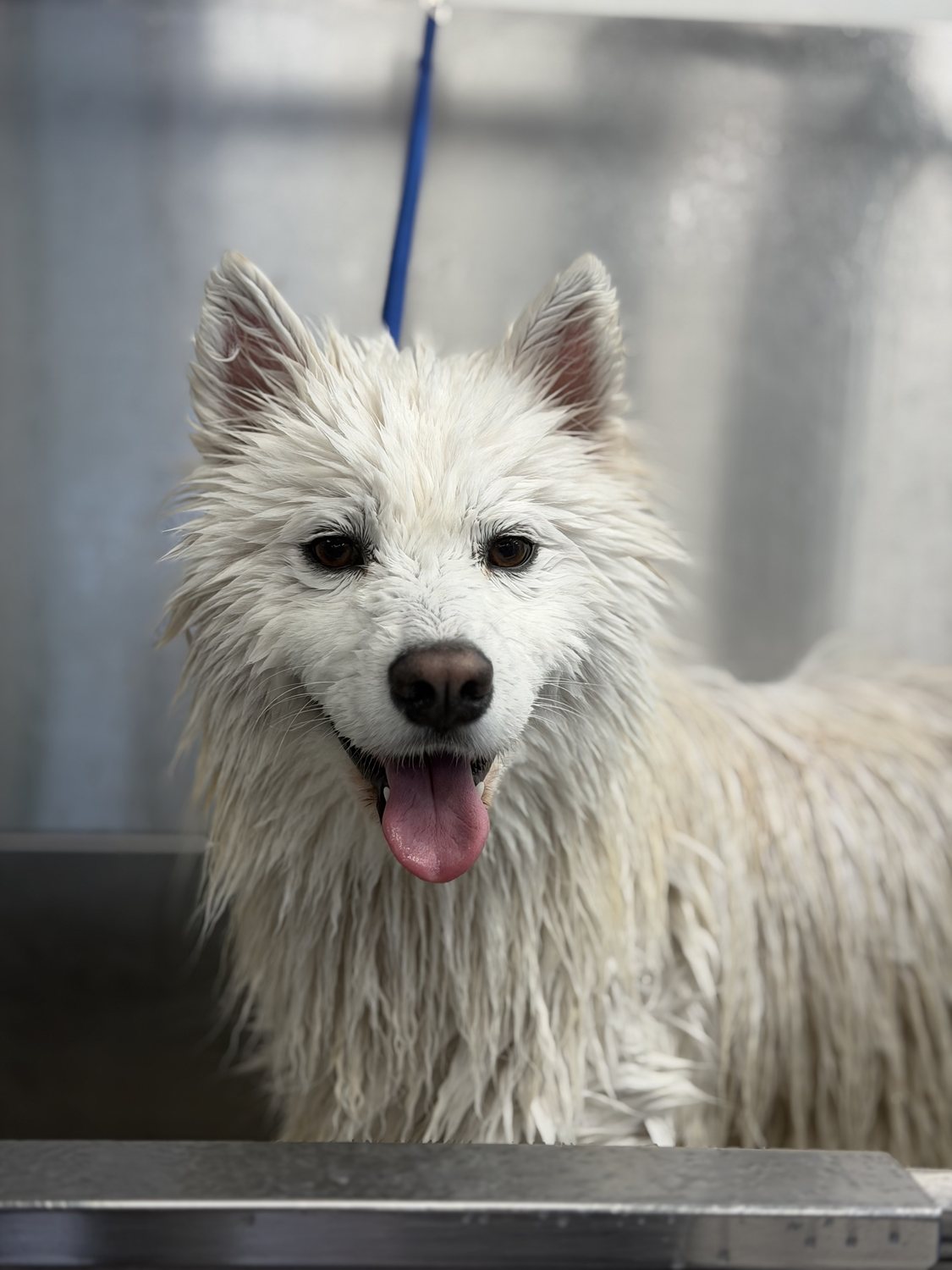 White dog with a rounded fluffy groom