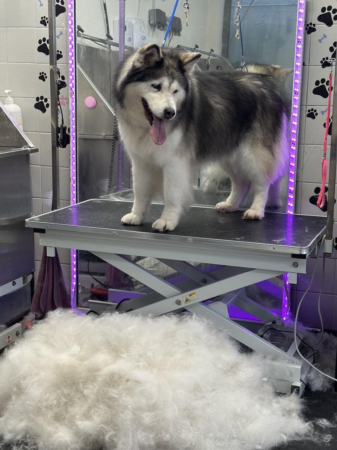 Grey poodle-style dog after grooming