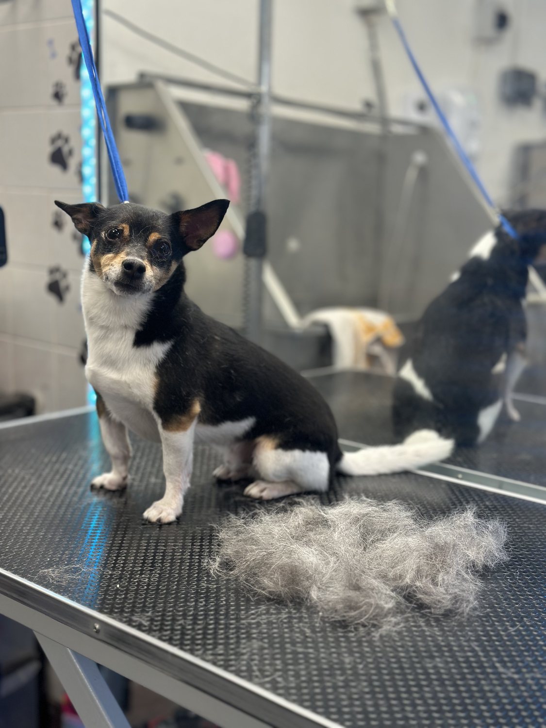 Large fluffy dog after a deshedding groom