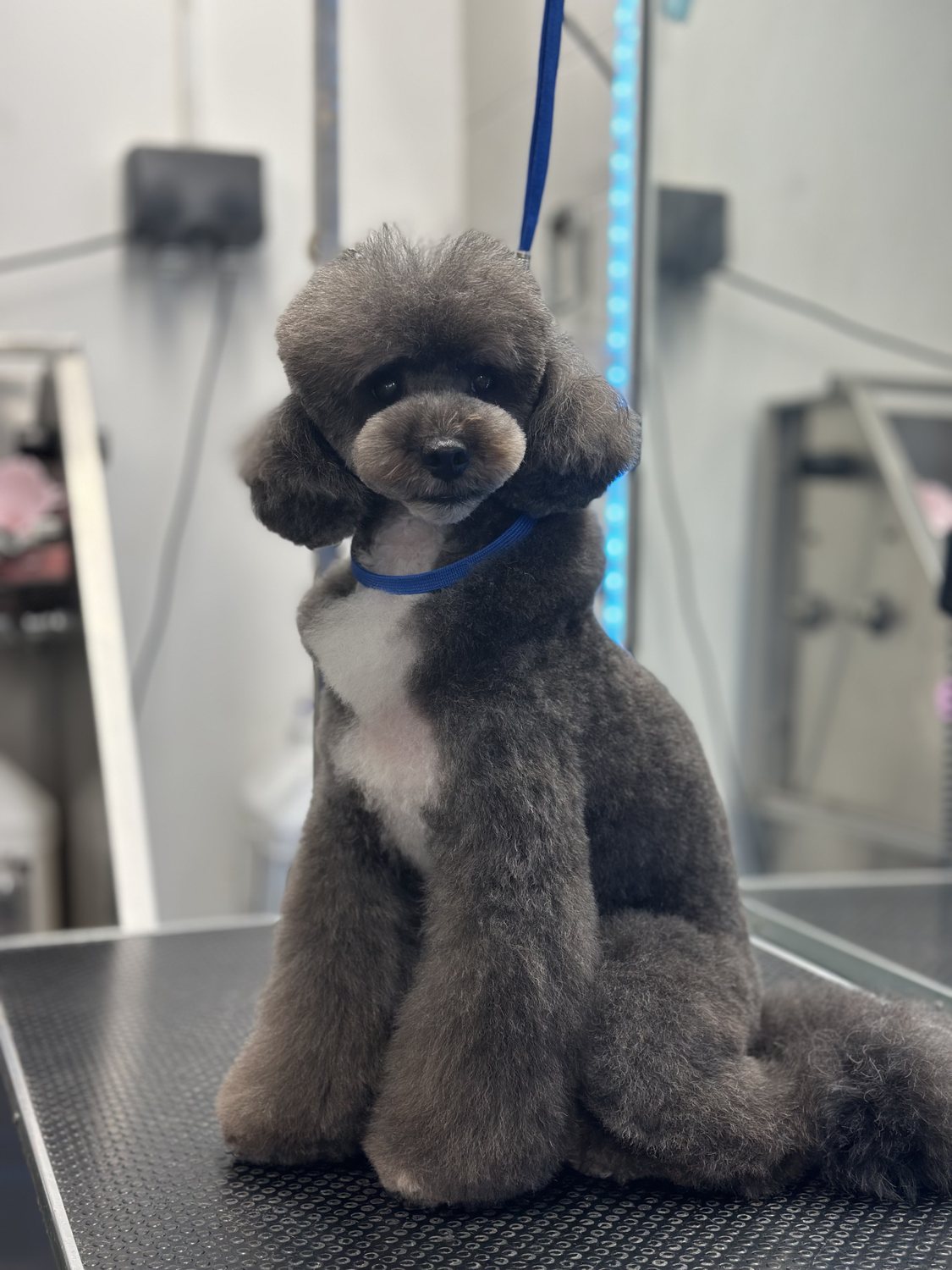 Small dog after grooming on the grooming table